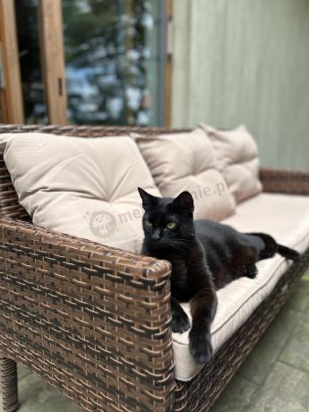 Brązowe meble technorattanowe na taras Torino Grande - Carmel