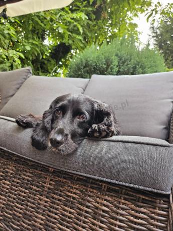 Brązowy narożnik na taras 207x207cm z wysokim stołem i fotelami Novici - Dark Brown