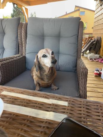 Brązowy zestaw technorattanowy tarasowy Laritto Dining + pufy - Brown