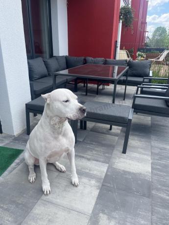 Duży narożnik ogrodowy metalowy Sodor Corner XXL z fotelami, pufami i stołem 160cm - Dark Grey