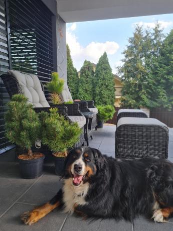 Dwa regulowane fotele z podnóżkami i stolikiem technorattan Laritto Duo - Antracite