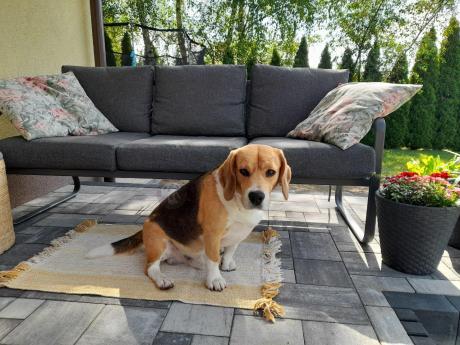 Grafitowe meble metalowe na taras dla 8 osób z 2 sofami Ater Grande - Dark Grey