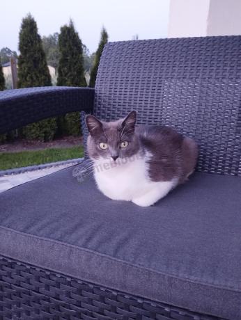 Komplet mebli ogrodowych Meblobranie CTB7 grafit