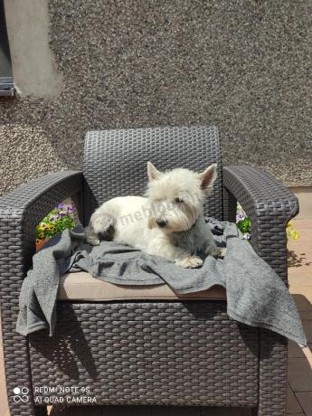 Komplet ogrodowy z regulowanym stolikiem Corfu Set Lyon brązowy