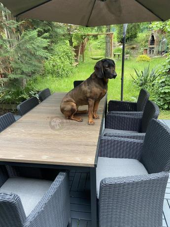 Meble obiadowe na taras Portis Comfort ze stołem 200cm w kolorze orzecha i 8 fotelami