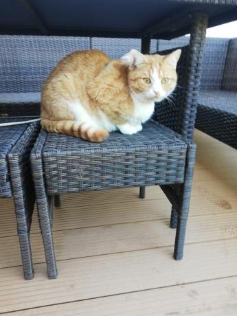 Narożnik technorattan 8 miejsc ze stołem obiadowym Perata Corner Brown