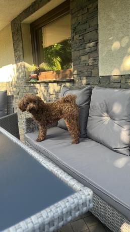 Szare meble ogrodowe technorattan ze stołem obiadowym i sofą Torino Dining