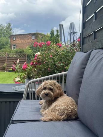 Szary narożnik na taras dla 8 osób z fotelem i pufami Postigo Corner XL