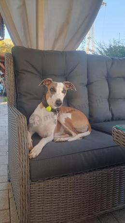 Szary narożnik tarasowy ze stołem 150cm, regulowanym fotelem i pufami - Laritto Corner