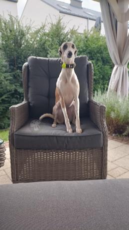 Szary narożnik tarasowy ze stołem 150cm, regulowanym fotelem i pufami - Laritto Corner