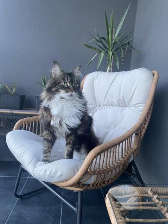 Technorattanowe meble na taras w stylu boho - 2 fotele z podnóżkami - Torgiano Duo - Brown