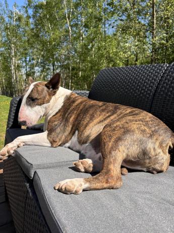 Zestaw dla 8 osób z narożnikiem, stołem podnoszonym i dwoma fotelami Relly VI grafit