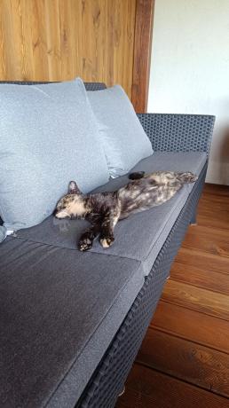 Zestaw ogrodowy 8 osobowy z dużym stołem 200 cm w kolorze drewna Meblobranie SFM Plus grafit + poduszki oparciowe