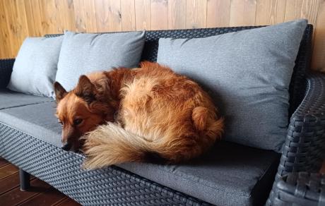 Zestaw ogrodowy 8 osobowy z dużym stołem 200 cm w kolorze drewna Meblobranie SFM Plus grafit + poduszki oparciowe