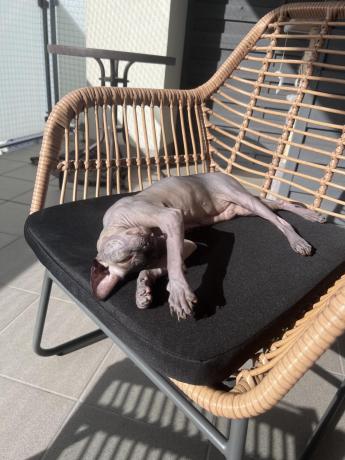 Zestaw ogrodowy rattanowy rope ze stolikiem Torgiano Set brązowy