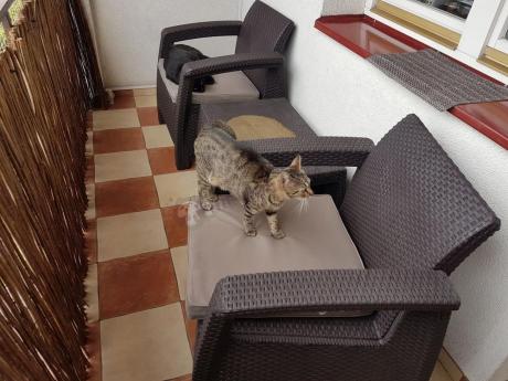 Corfu Weekend brązowy