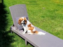 Aranżacja: Leżak ogrodowy składany Jaipur Cappuccino