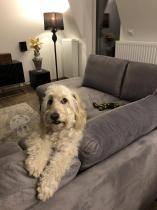 Aranżacja: Narożnik Flavio Slim jasnoszary z funkcją spania 255x214cm lewy