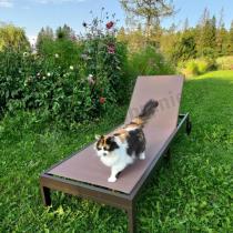 Aranżacja: Siatkowy leżak ogrodowy na kółkach Ahelo Brown