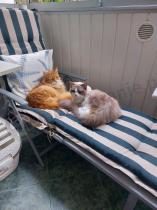 Aranżacja: Szary leżak ogrodowy składany z regulacją Kubu - Silver