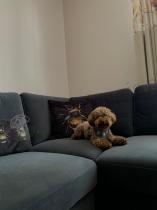 Aranżacja: Welurowy narożnik z funkcją spania Flavio Slim ciemnoszary 255x214cm prawy
