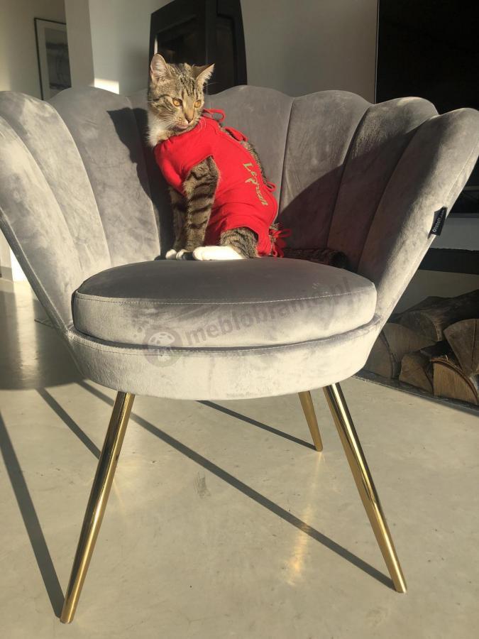 fotel tapicerowany muszelka welurowa jasnoszara na złotych nóżkach