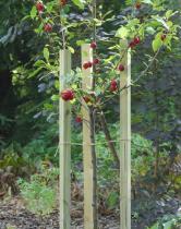 Kantówki do drzewek 240(h) x Ø3,7