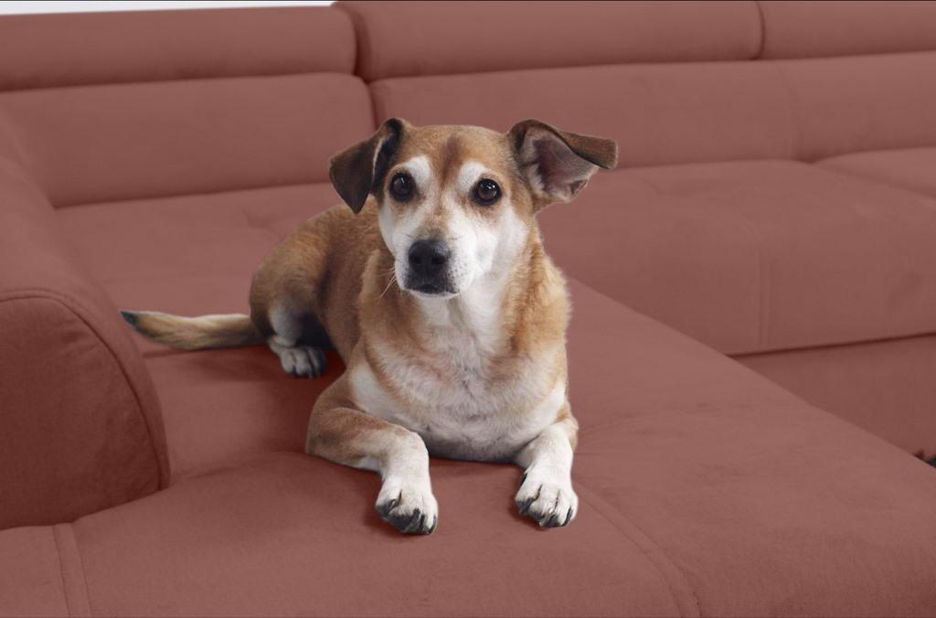 Tkanina "pet friendly"