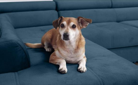 Tkanina przyjazna zwierzętom w narożniku