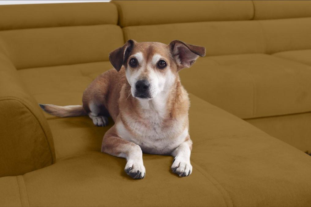 Tkanina z której łatwo usuniesz sierść