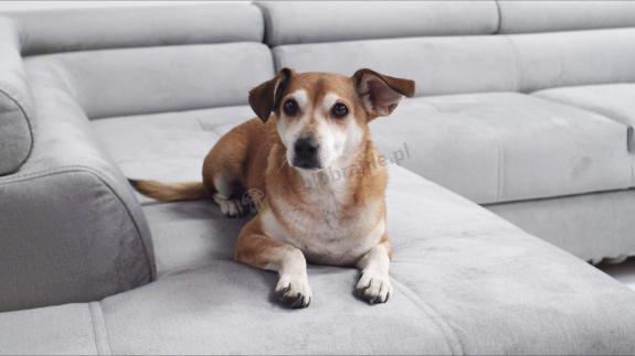 jasnoszara tapicerka wodoodporna dla zwierząt