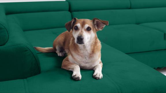 tapicerka pet friendly