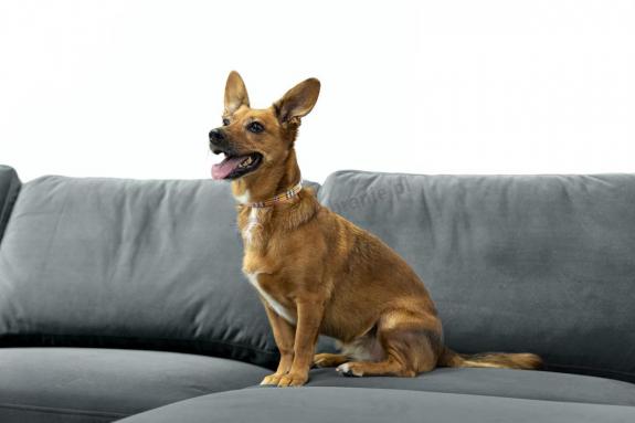 welurowy narożnik idealny jeśli mamy zwierzęta