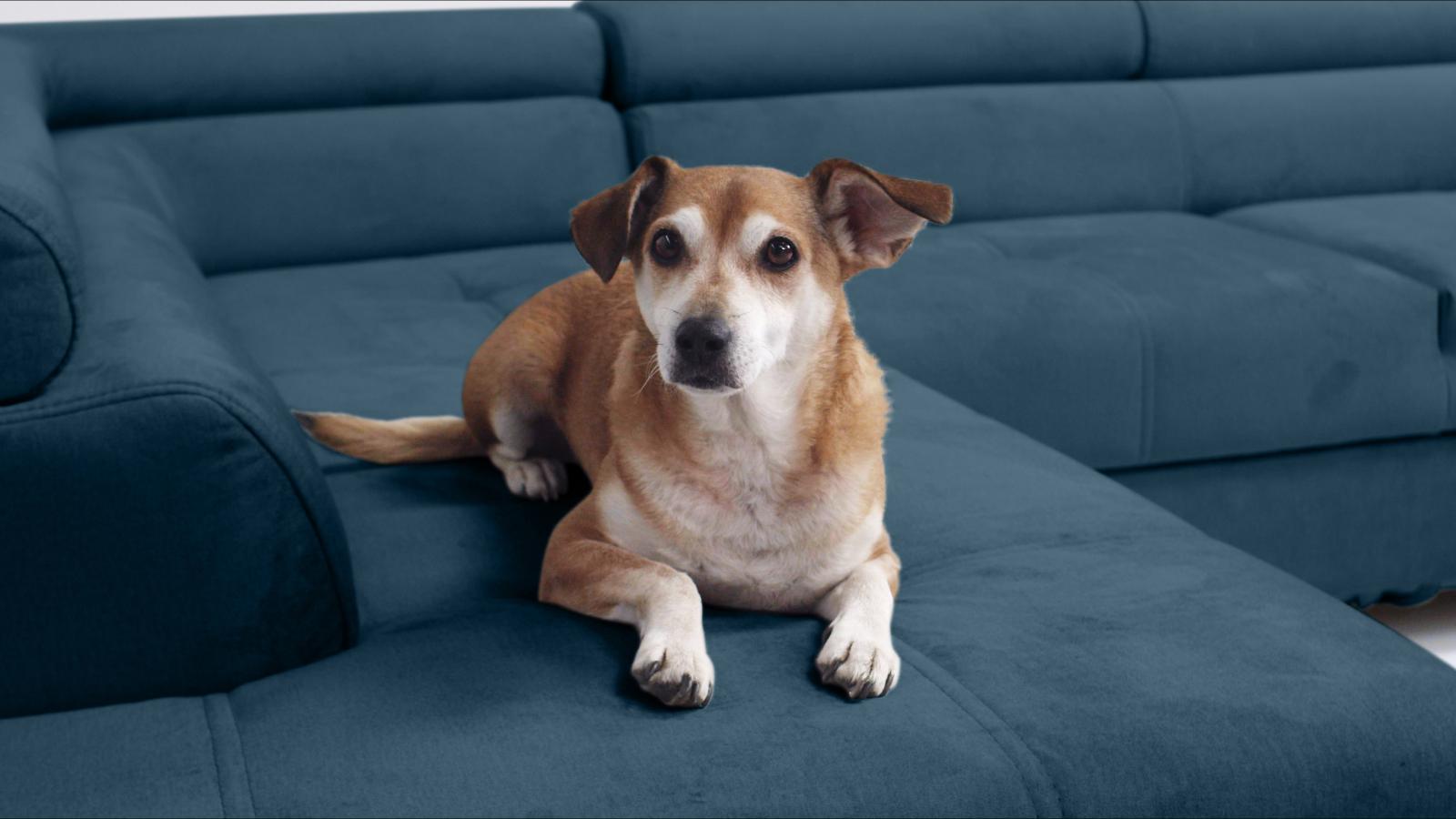 tkanina obiciowa narożnika pet friendly