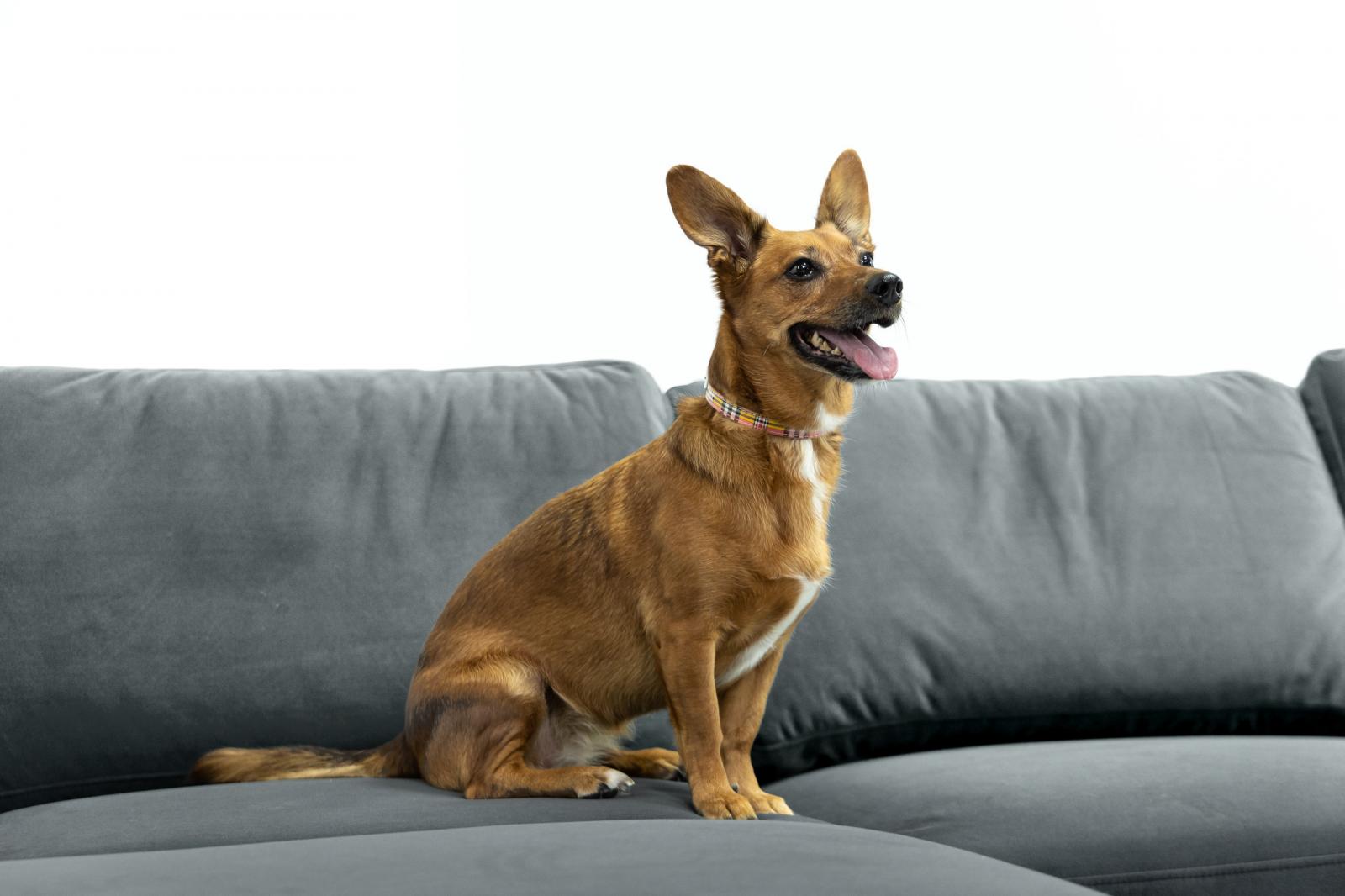 Tkanina obiciowa Matt Velvet 97 przyjazna zwierzętom