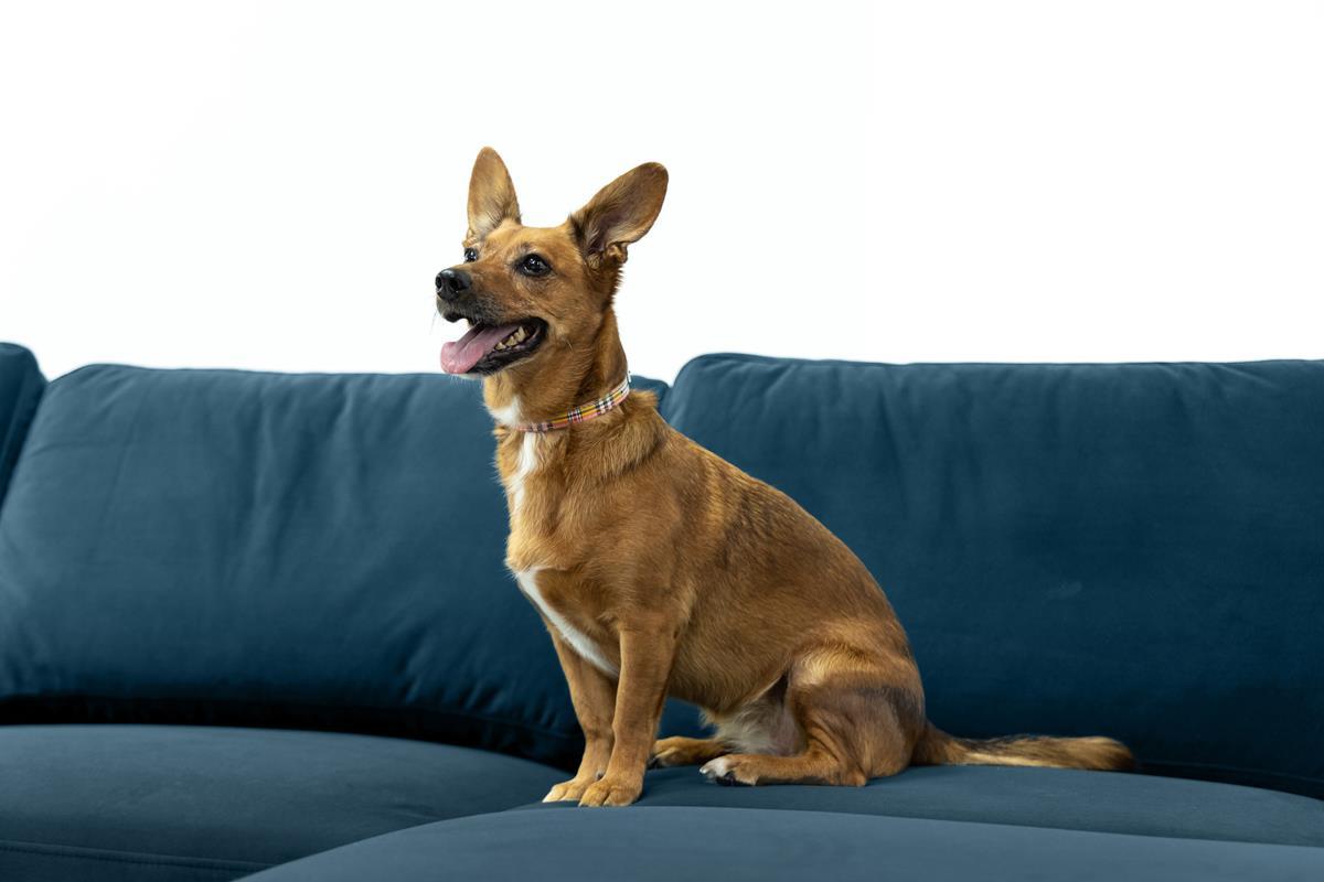 Tkanina przyjazna zwierzętom