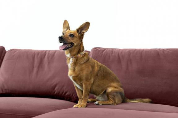 Tkanina przyjazna zwierzętom