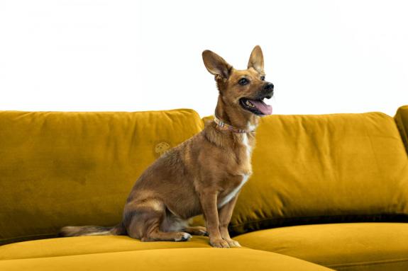 welurowy narożnik dla zwierząt