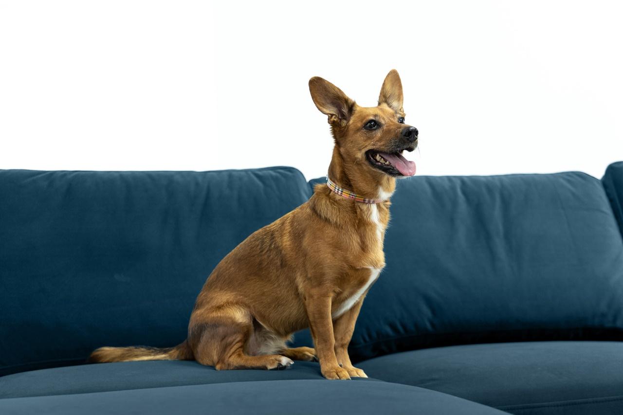 narożnik dla zwięrząt