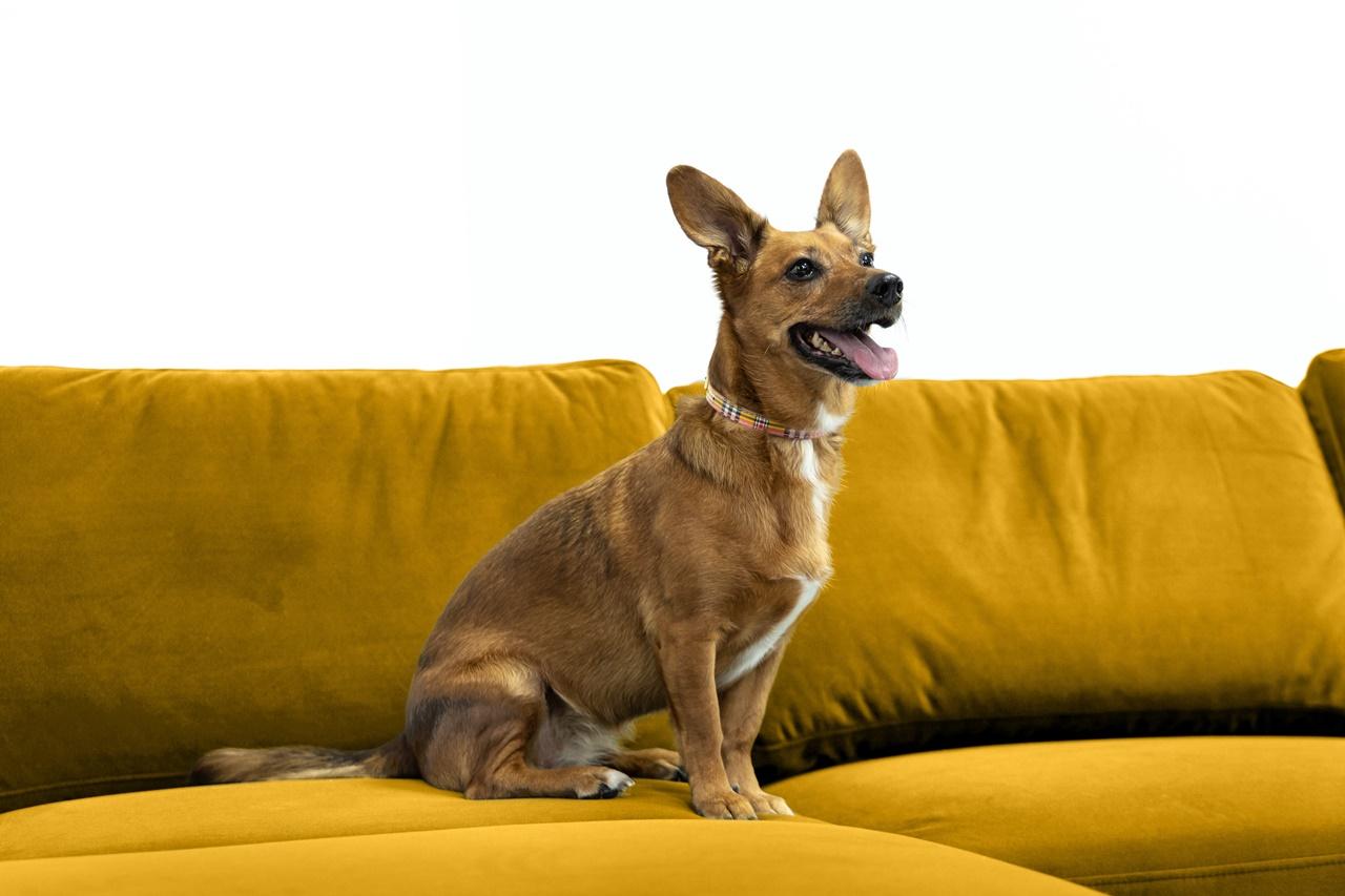 żółta tapicerka obiciowa 