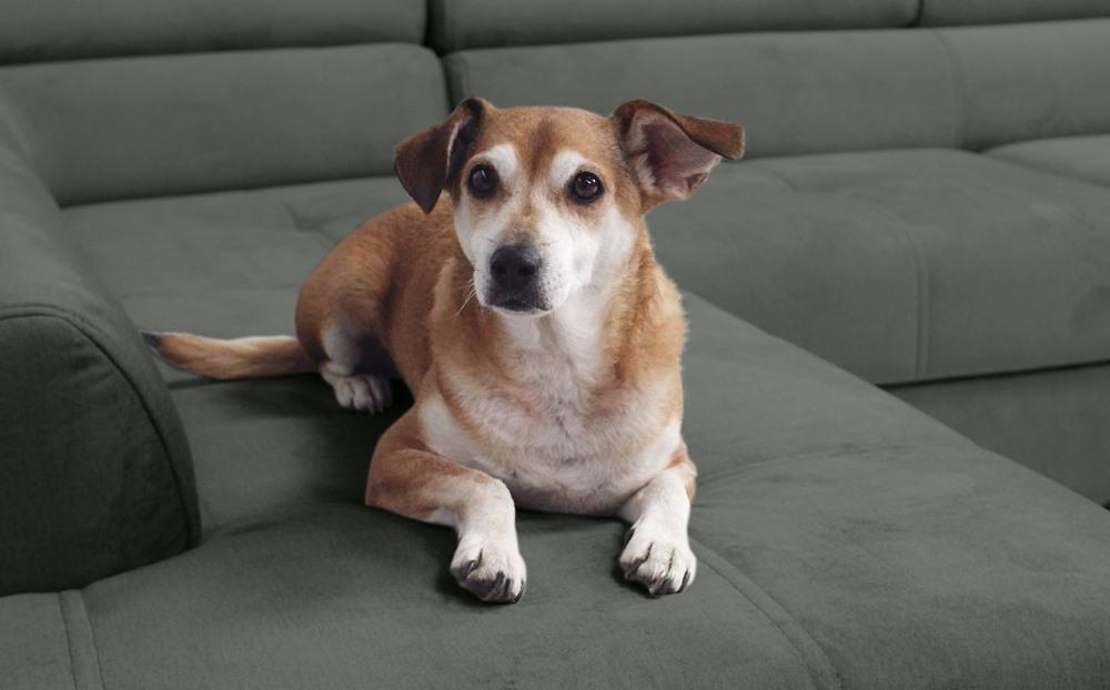 Tkanina przyjazna zwierzętom 