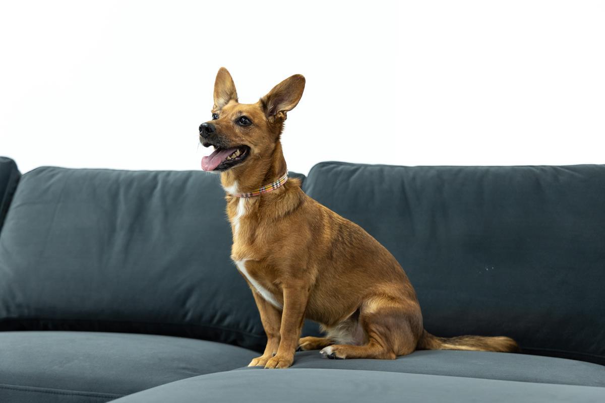 ciemnoszara tkanina matowa obiciowa