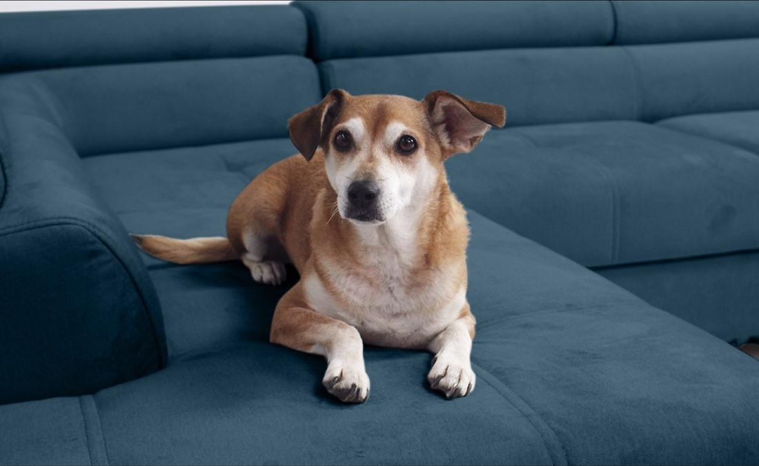 Tkanina przyjazna zwierzętom