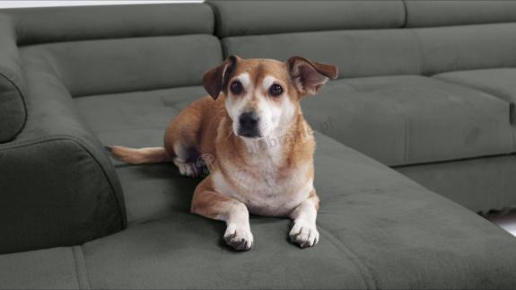 tkanina pet friendly