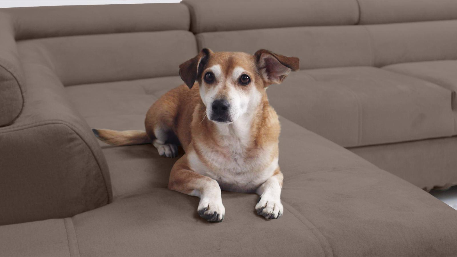 tkanina pet friendly