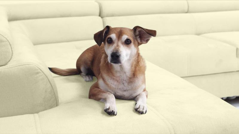 tkanina pet friendly