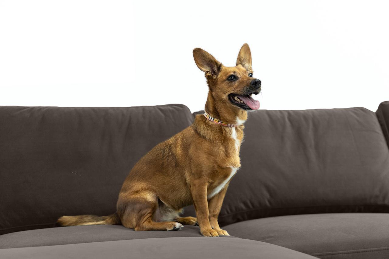 pies na narożniku plamoodpornym