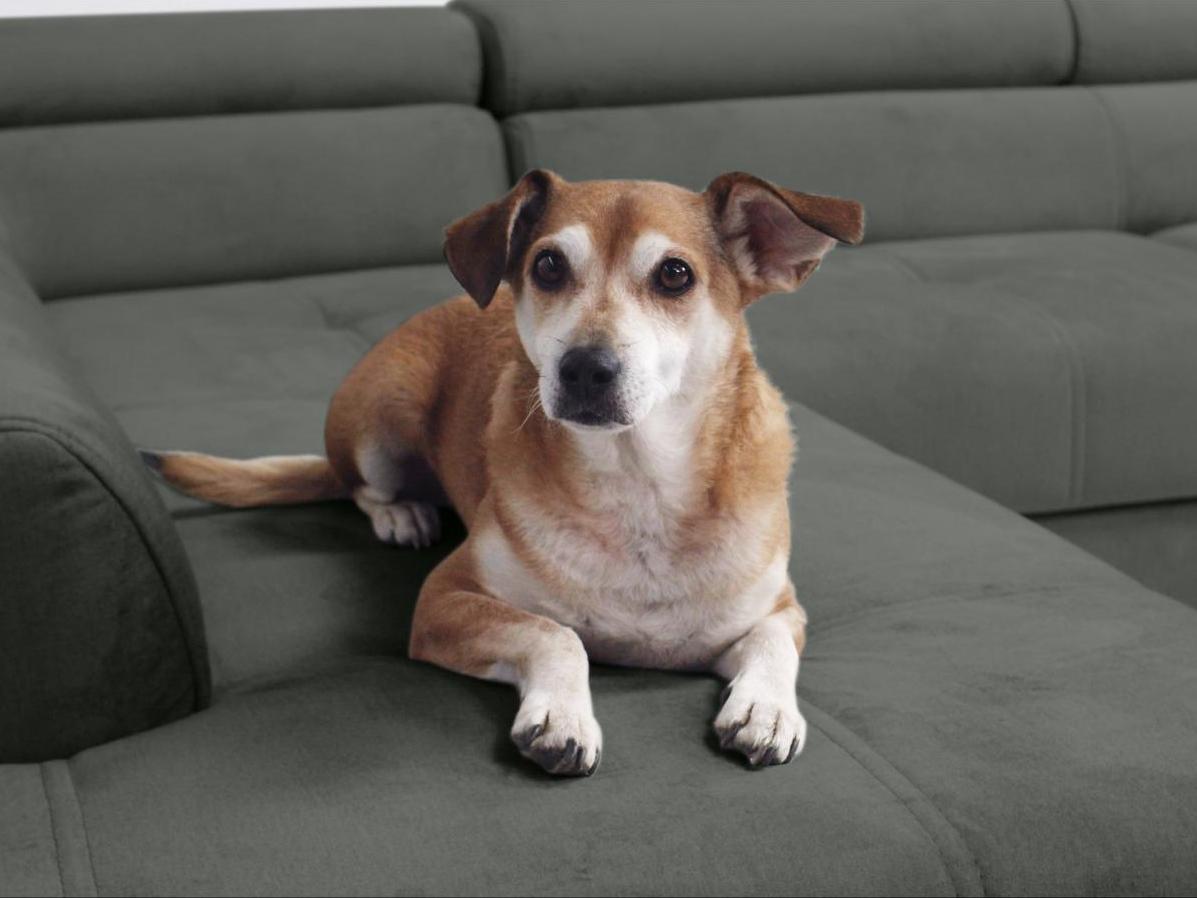 tkanina pet friendly narożnika