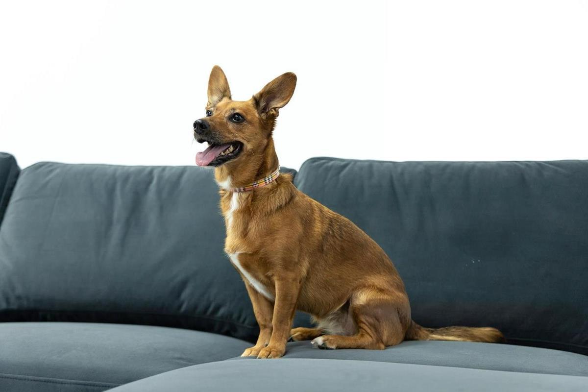 tkanina pet friendly narożnika