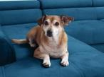 Welurowa sofa Revi 215x98z funkcją spania – granatowa